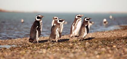 A Puerto Deseado se la conoce como la Galápagos Patagónica, por la diversidad de fauna