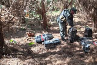 secuestraron más de 500 kilos de marihuana ocultos en la selva