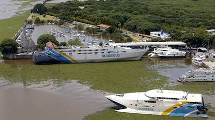 PUERTO MADERO. Un catamarán atraviesa los camalotes en el Río de la Plata