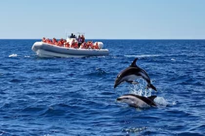 Puerto Madryn es el lugar ideal para observar las ballenas