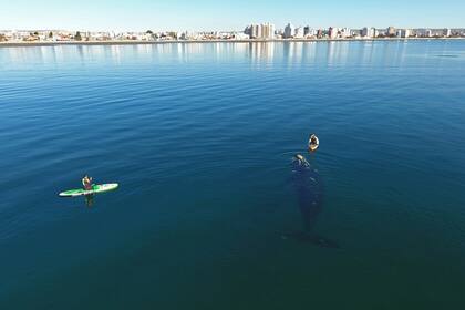 Puerto Madryn: Los paseos en tablas de tablas de surf, junto a ballenas en la costa de Puerto Madryn, son un espectáculo que no se puede dejar de practicar en estos días.
