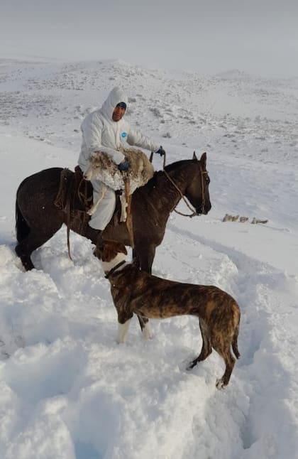 Puestero rescata una oveja y la traslada a caballo.