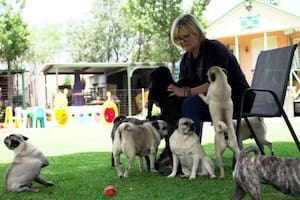Pug Rescue South Africa fue fundado en 2010 por Cheryl y Malcolm Gaw