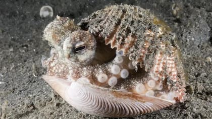 Pulpo escondido en una concha.