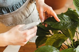 Pulverizaciones semanales con un preparado a base de yogur, ayudan a controlar los hongos