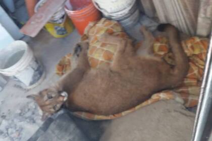 Una puma especie concolo de pelaje marrón, había desaparecido el pasado domingo del predio de la ECAS, cuando un empleado se dio cuenta de que el candado de la jaula donde se encontraba el animal había sido violentado y la puma ya no estaba