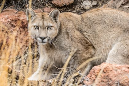Puma en el Cañadón del Río Pinturas