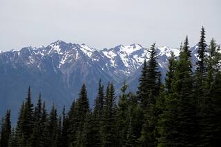 Puma muerde a un niño de cuatro años en un sendero popular del Parque Nacional Olympic