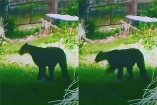 Crece el pánico de los vecinos de un country de Escobar por un puma suelto: “No hay que hacerse el Rambo, ni poner una trampa”