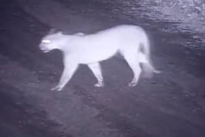 Buscan a un puma suelto en los alrededores de uno de los barrios cerrados más costosos de Canning