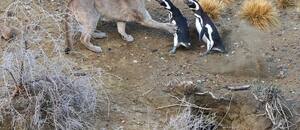 Un grupo de pumas cambió la dieta y le dio resultado: su población no para de crecer