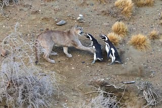 Un grupo de pumas cambió la dieta y le dio resultado: su población no para de crecer