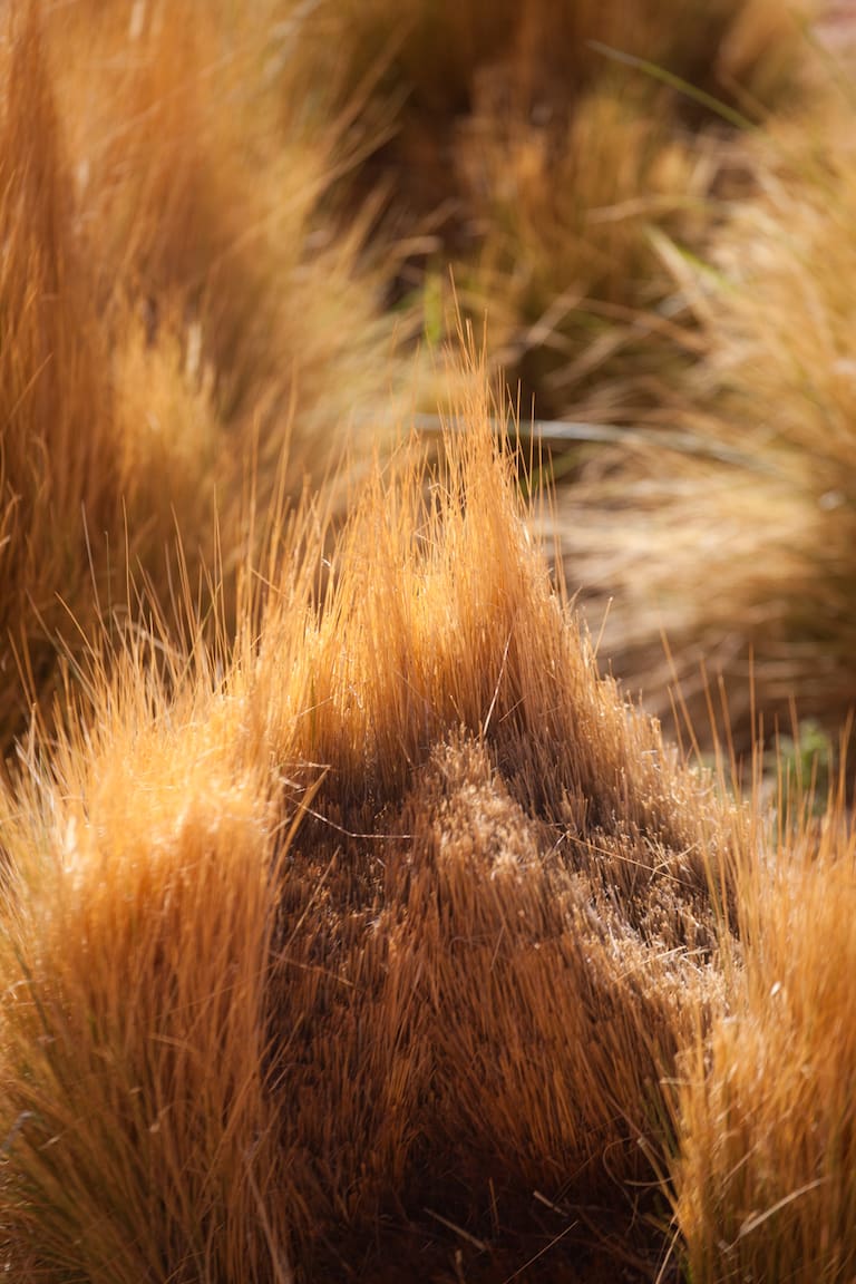Pablo Nielsen, guía y artífice de Nielsen Logística y Expediciones. Un detalle de coirones