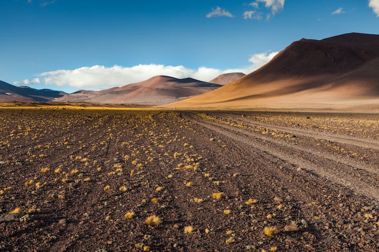 El P.N. San Guillermo se extiende por la zona más austral de la puna argentina. Coirones y especies super resistentes a la altura forman parte de la flora local. Fotos: Xavier Martín.