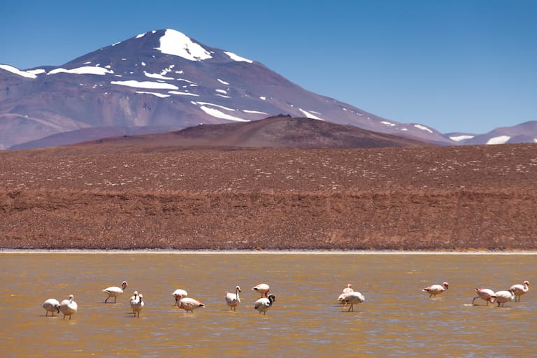 Flamencos en Laguna Brava durante su faena diaria: comer
