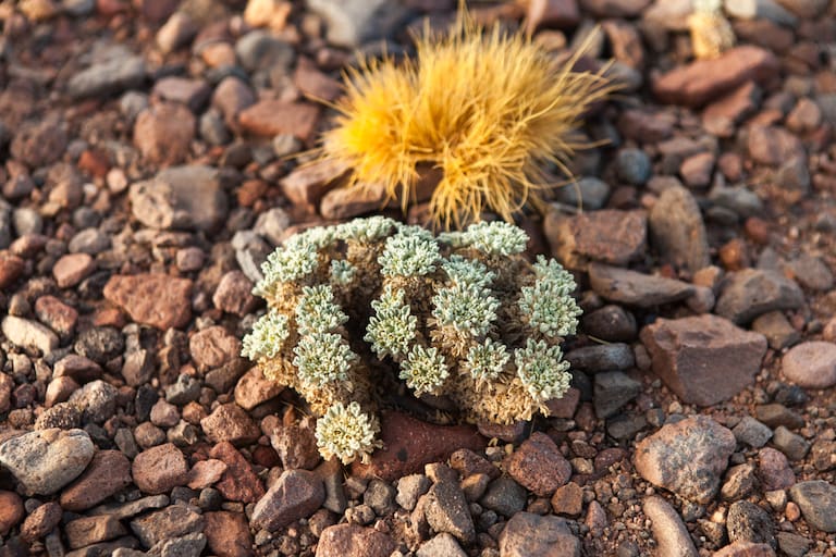 El P.N. San Guillermo se extiende por la zona más austral de la puna argentina. Coirones y especies super resistentes a la altura forman parte de la flora local. Fotos: Xavier Martín.