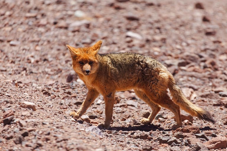 El Llano de los Leones desde un mirador a 3740 metros de altura, en el P.N. San Guillermo. Un zorro colorado se acerca con distancia prudencial durante un alto en el camino. Fotos: Xavier Martín.