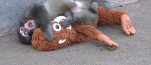 La historia del mono bebé del zoo de Tokio: su madre lo dejó y lleva un peluche por todos lados