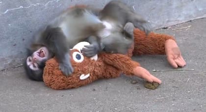 Punch con su mamá orangután