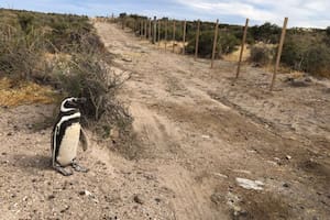Trazó un camino con una topadora y aplastó 140 nidos de pingüinos: mató casi 300