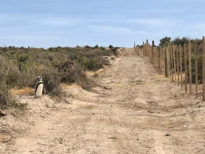 Punta Tombo. Gentileza La Jornada