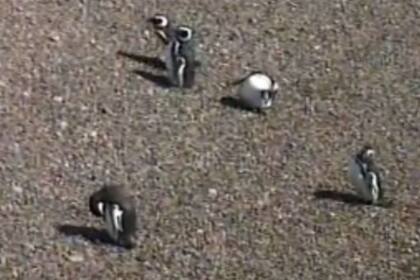 Punta Tombo recibe a los pingüinos e inicia su temporada