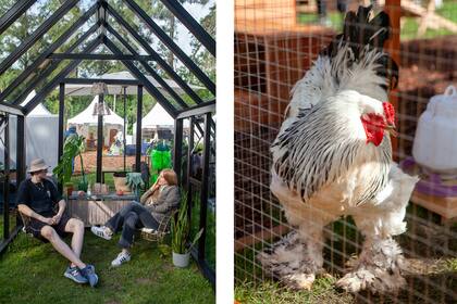 Punto de descanso en los invernaderos de Zaralum Aluminio, con su versión en 6 x 4 metros, el sueño de todo jardinero. A su lado, las mascotas de Gallinas de Raza, stand que ofrece sus gallineros a medida y ofrece asesoramiento para todos aquellos que quieran tener su propia producción a escala local.