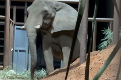 Pupy pasó ayer su primera noche en el santuario de elefantes en el Mato Grosso, durmió de a ratos y recorrió los nuevos espacios