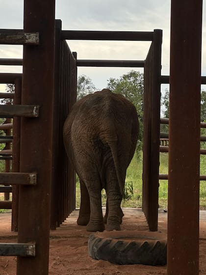 Pupy ya disfruta de su nuevo hábitat en el santuario de elefantes del Mato Grosso, en Brasil