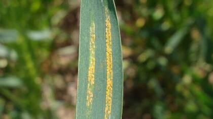 Pústulas de la enfermedad