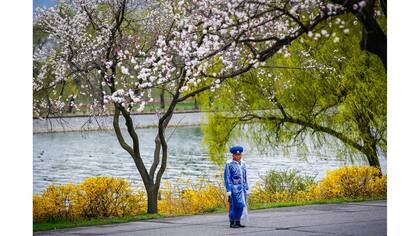Un policía de tráfico bajo árboles florecidos en Pyongyang
