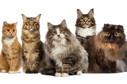 ¿Qué alimentos naturales podés darle a tu gato?