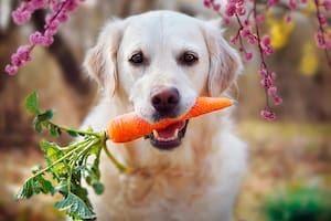 Los alimentos naturales que se les pueden dar a las mascotas