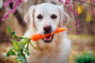 Los alimentos naturales que se les pueden dar a las mascotas