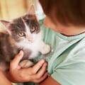 La psicología explica qué revela sobre tu personalidad acariciar a los gatos