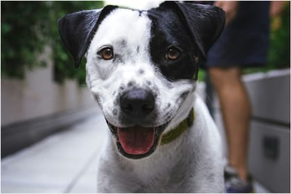 Qué consecuencias puede traer el sobrepeso en los perros