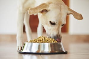 Qué tener en cuenta al comprarle alimento a tu perro