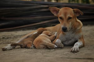 Qué cuidados tenés que tener en cuenta para corroborar la salud de tu perra luego de que dio a luz