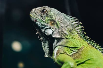 Qué es la lluvia de iguanas