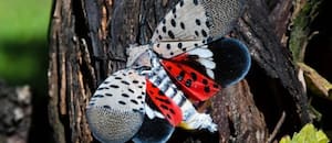 La mosca linterna con manchas usa el árbol del cielo para reproducirse y se expande en Nueva York