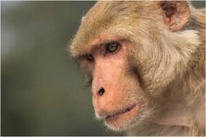 ¿Cómo se contagia la viruela del mono y cuáles son los síntomas para detectarla?