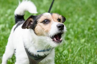 La etología explica que la aceptación o rechazo que un perro muestra hacia una persona se relaciona con percepciones