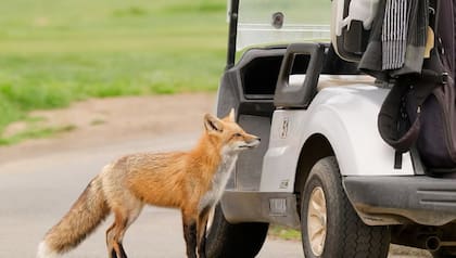 Qué hacer en caso de encontrarse con un coyote