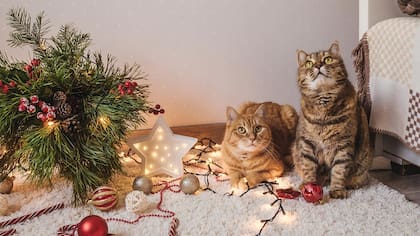 Qué hacer para que los gatos no destruyan el Árbol de Navidad