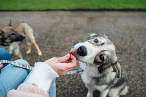Qué hacer si un perro solo quiere comer si se le da en la boca