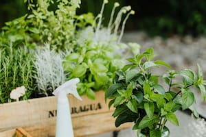 Qué hierbas sirven para eliminar la grasa del hígado