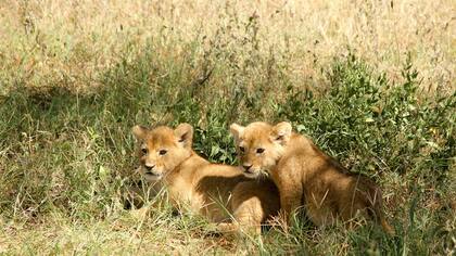 ¿Qué le pasaría al ecosistema sin leones?