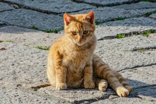 Qué debés hacer si encontrás un gato perdido en la calle