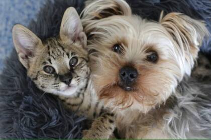 Qué particularidad tiene cada mascota ante la llegada del frio