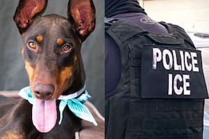 Qué pasa con los animales cuando sus dueños son detenidos o deportados por el ICE
